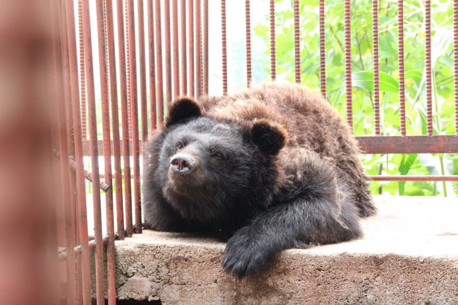 องค์กรพิทักษ์สัตว์แห่งโลกร่วมยินดี ในประกาศยุติฟาร์มดีหมีของประเทศเกาหลีใต้