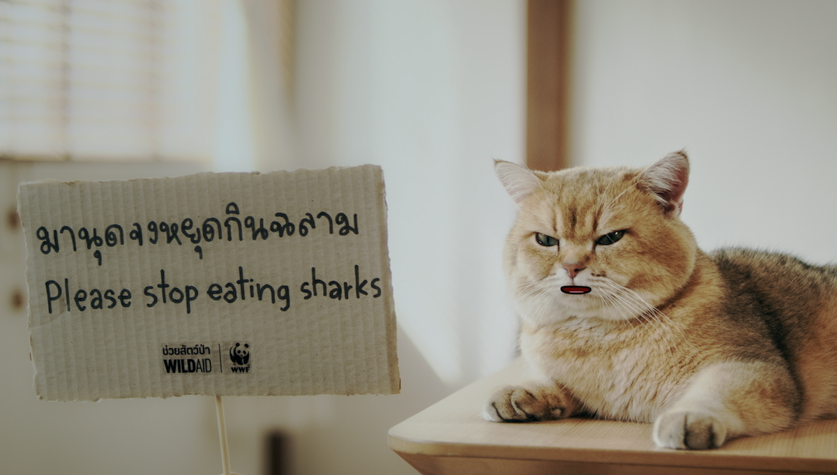 องค์กร WildAid และ WWF ประเทศไทย ระดมน้องเหมียว ชวน 'มานุดหยุดกินฉลาม' เปิดตัวโครงการ 'เหมียว ช่วย ฉลาม - Cats for