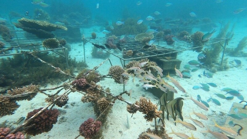 หัวเว่ย จับมือ IUCN เปิดตัวโครงการ Tech4Nature เฟสใหม่ มุ่งปกป้องแนวปะการังด้วยเทคโนโลยี