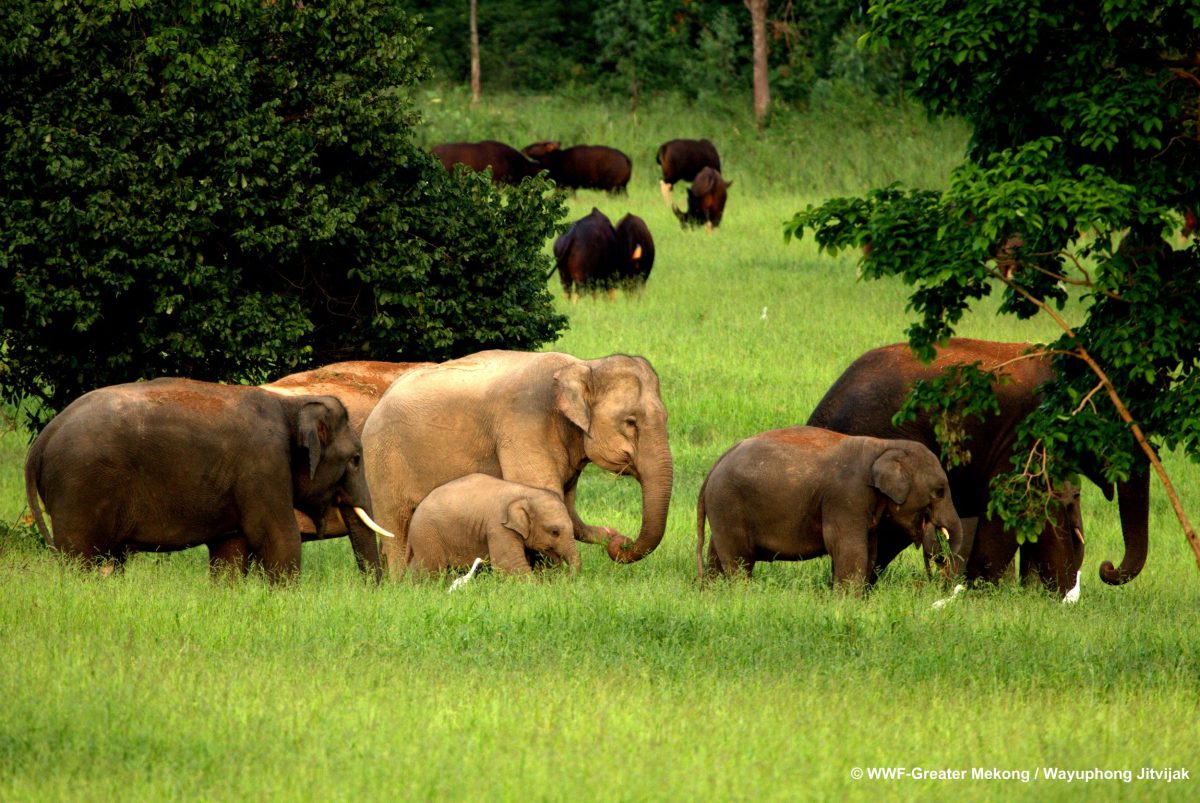 WWF เปิดตัวโครงการใหม่เพื่อช้างเอเชียในระดับภูมิภาค เชิญชวน พันธมิตรช่วยช้าง เข้าร่วมมือ