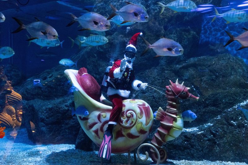 ซีไลฟ์แบงคอกต้อนรับเทศกาลคริสต์มาส ด้วยกิจกรรมสุดพิเศษ แซนต้าไดฟ์ ในแท้งค์ใหญ่สุดอลังการกับฉลามใหม่!