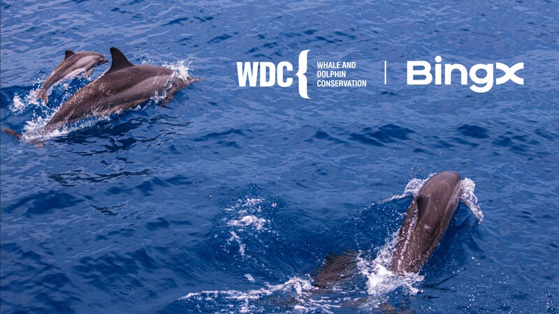 บิงเอ็กซ์ แชริตี้ สร้างความร่วมมือกับองค์กรอนุรักษ์วาฬและโลมา