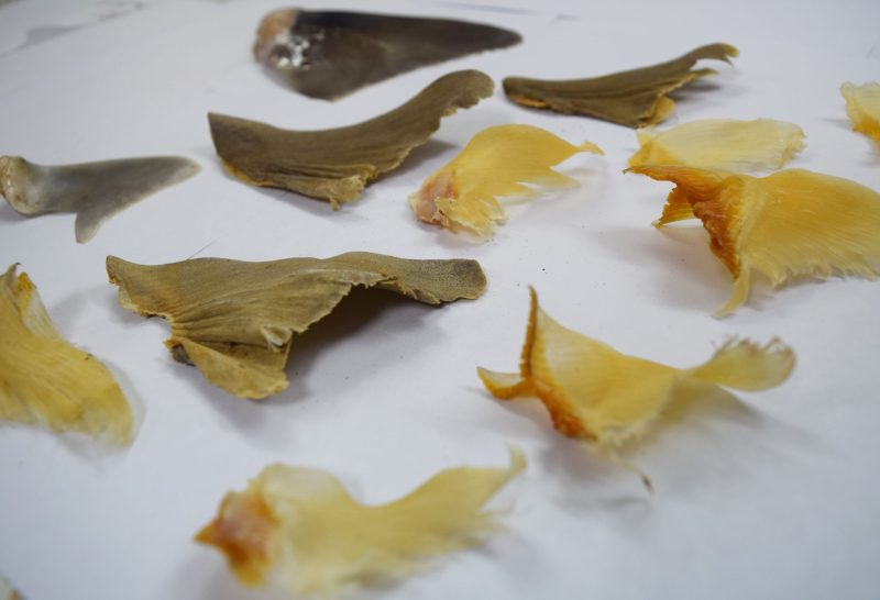 WildAid Urges Shark-Friendly Lunar New Year in Thailand Amidst Alarming Endangered Shark Species Discovery in Shark Fin