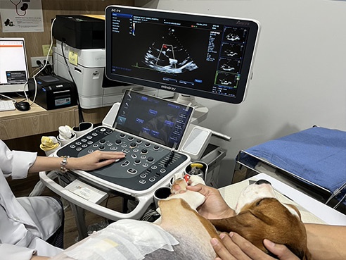 สัตวแพทย์ จุฬาฯ ผ่าตัดซ่อมลิ้นหัวใจรั่วในสุนัขด้วยนวัตกรรมใหม่ สำเร็จรายแรกในเอเชียตะวันออกเฉียงใต้และประเทศไทย