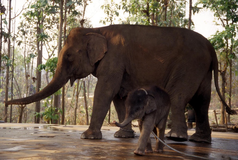 เปิดด้านมืดธุรกิจค้าสัตว์ป่าทั่วโลก ช้างไทยติดโผถูกกักขังเพื่อใช้งานในอุตสาหกรรมท่องเที่ยว