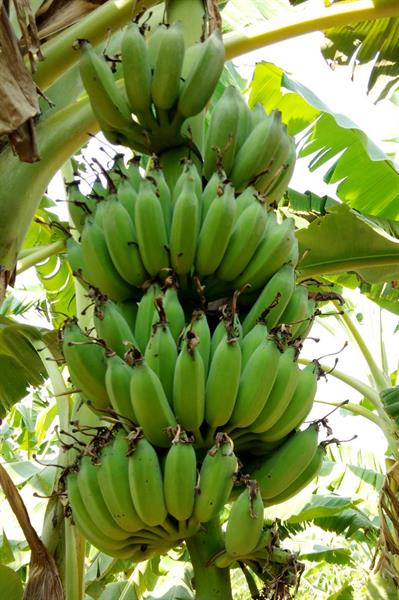โชว์กล้วยพันธุ์ใหม่ให้ผลผลิตสูง คุณค่าทางโภชนาการชนะเลิศ