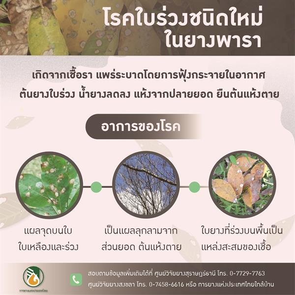 การยางแห่งประเทศไทย (กยท.) ย้ำเตือนพี่น้องชาวสวนยางวิธีป้องกันและกำจัดที่ถูกต้อง เมื่อเจอโรคใบร่วงรุนแรงอุบัติใหม่ในยางพารา