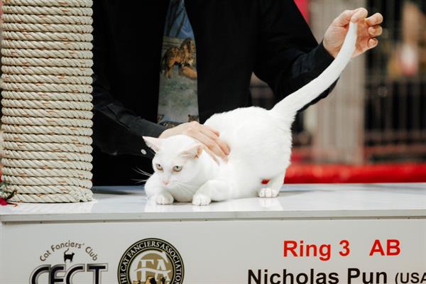 กลับมาอีกครั้ง.กับงาน Royal Canin International Cat Show 2020 ครั้งที่ 6 งานประกวดแมวสวยงามสุดยิ่งใหญ่แห่งปี ชมการประกวดกรูมมิ่งแมวครั้งแรก ในไทยที่ทาสเหมียวทุกคนห้ามพลาด