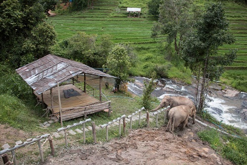 ช้างไทยเข้าสู่ภาวะอดอยากจากผลกระทบการแพร่ระบาดของไวรัสโควิด-19