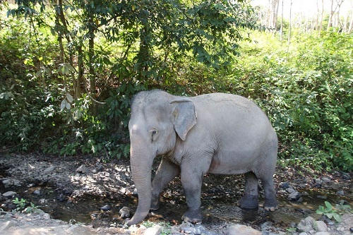 ช้างไทยเข้าสู่ภาวะอดอยากจากผลกระทบการแพร่ระบาดของไวรัสโควิด-19