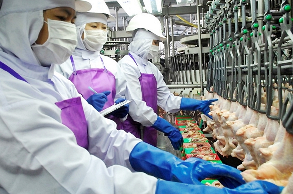 สมาคมผู้ผลิตไก่ฯ ชี้ส่งออกไก่ไทยยังแกร่ง ตลาดจีนสดใส หลังรับรองโรงงานไก่อีก 7 แห่ง คาดช่วยดันส่งออกไก่ปีนี้ร่วม 9.6