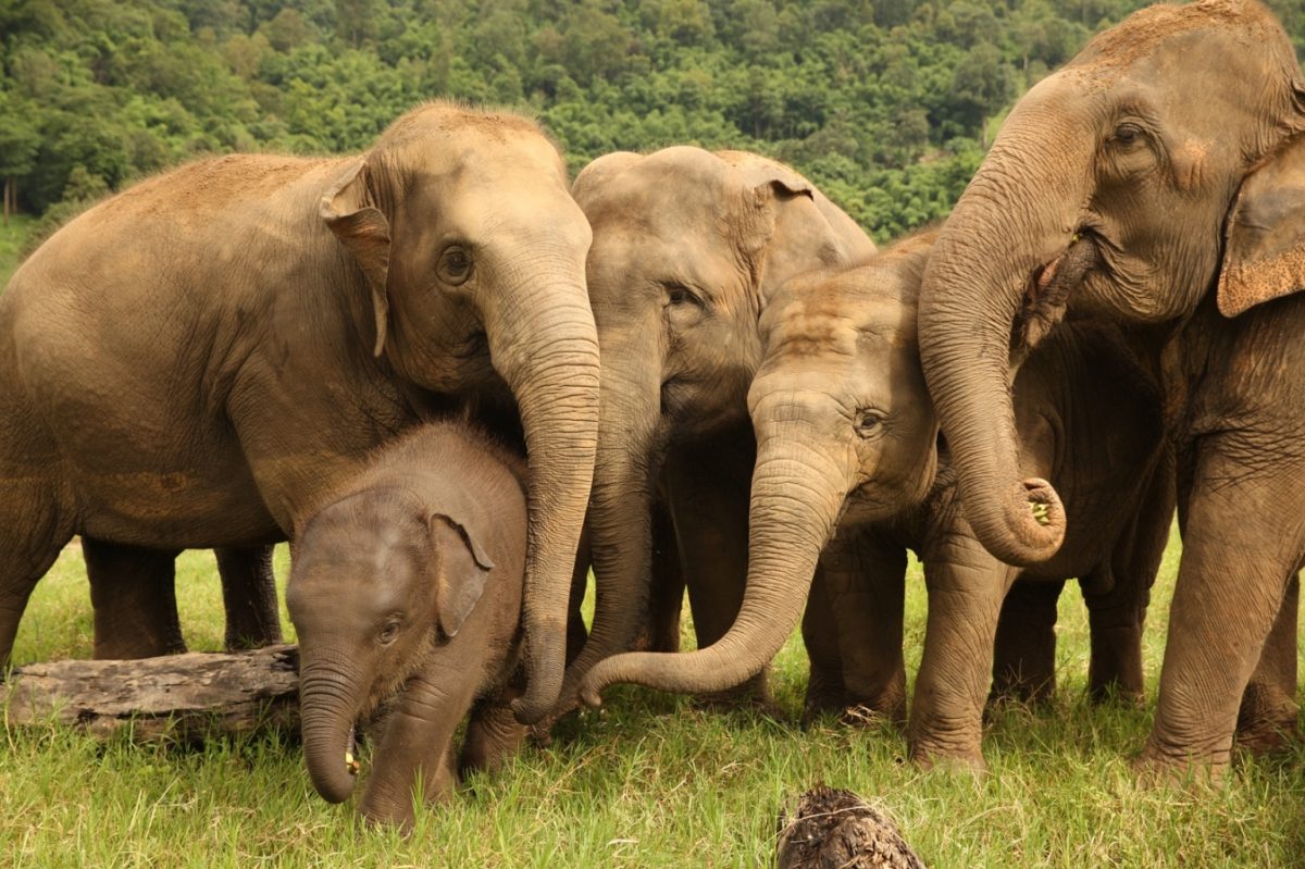 ลาซาด้าดึงไลฟ์สตรีมหนุนศูนย์บริบาลช้าง Elephant Nature Park ช่วยช้างไทยฝ่าวิกฤตโควิด-19