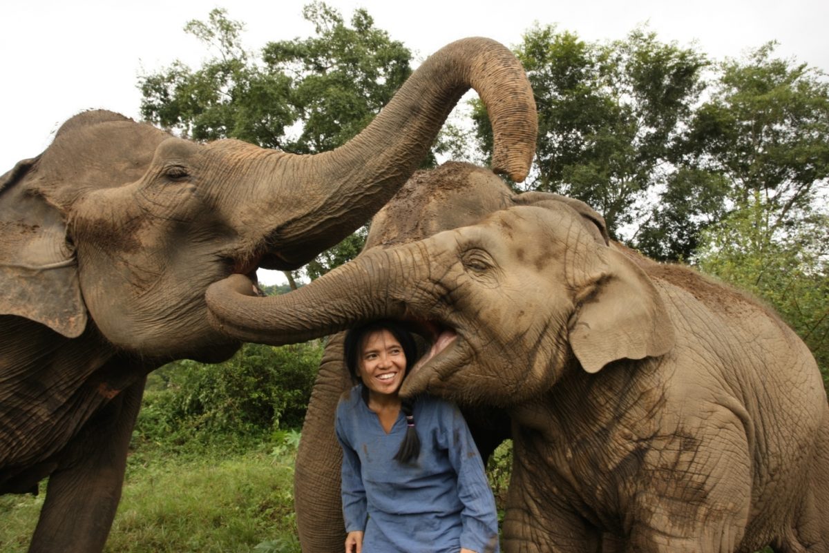 ลาซาด้าดึงไลฟ์สตรีมหนุนศูนย์บริบาลช้าง Elephant Nature Park ช่วยช้างไทยฝ่าวิกฤตโควิด-19