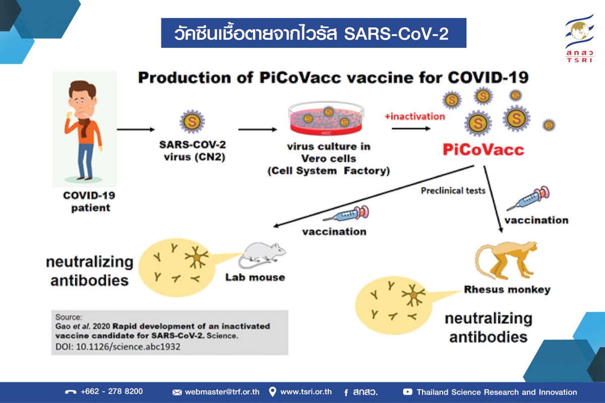 โครงการ สนับสนุนข้อมูลวิจัยเชิงลึกด้าน COVID - 19 สกสว. เผยนักวิจัยจีนพบวัคซีนกระตุ้นการสร้างภูมิคุ้มกันโรคโควิด-19