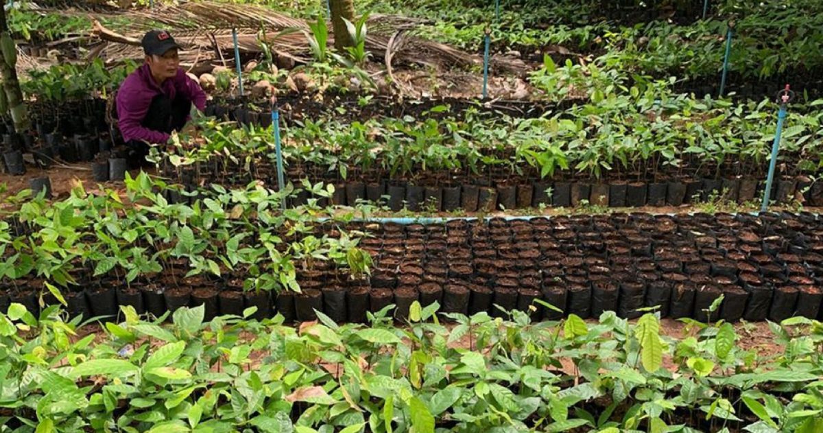 กาดโกโก้ จับมือสินวัฒนา เปิดระดมทุนในโครงการ ต้นกล้าเพื่อชีวิตใหม่ - Seedling For New Lives จัดซื้อ 'ต้นกล้าโกโก้ จำนวน 10,000 ต้น