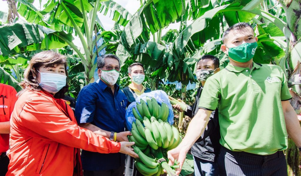 แม็คโคร จับมือ กรมส่งเสริมการเกษตร ยกระดับคุณภาพกล้วยหอมทองแปลงใหญ่โคราช ปั้นกลุ่มเกษตรกรได้มาตรฐาน GAP เน้นปลอดภัย