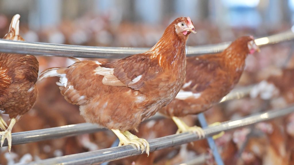 CPF fully prepared for Thailand's new standard on cage-free farming practices, ready to pass on knowledge to