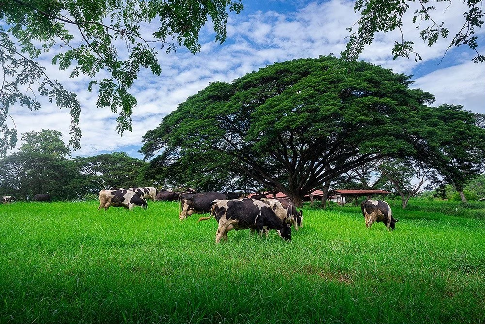 13 ปี การเปิดบริการท่องเที่ยงเชิงเกษตร อ.ส.ค. เตรียมปรับโฉมเส้นทางท่องเที่ยวฟาร์มโคนมไทย-เดนมาร์ค