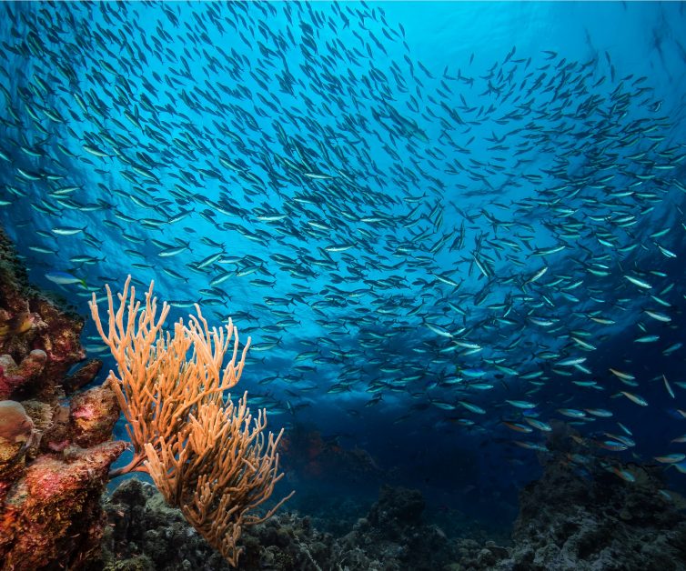 กรมทะเล MOU ร่วมกับ ปตท.สผ. เดินหน้าโครงการอนุรักษ์ทะเลเพื่อชีวิต (Ocean for life) วางแผนระยะยาว 10 ปี ส่งเสริมความอุดมสมบูรณ์ของทรัพยากรท้องทะเลไทย