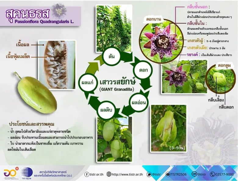 วว. แนะส่งเสริมปลูกเลี้ยง "สุคนธรส" เป็นพืชเศรษฐกิจใหม่ สร้างอาชีพ สร้างรายได้มั่นคง ลดผลกระทบจากโควิด-19 ในระยะยาว