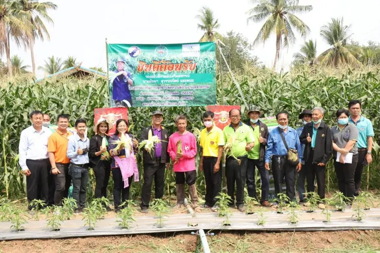 รองอธิบดีฯ ลงพื้นที่พิจิตรตรวจเยี่ยมแปลงปลูกข้าวโพดหวาน