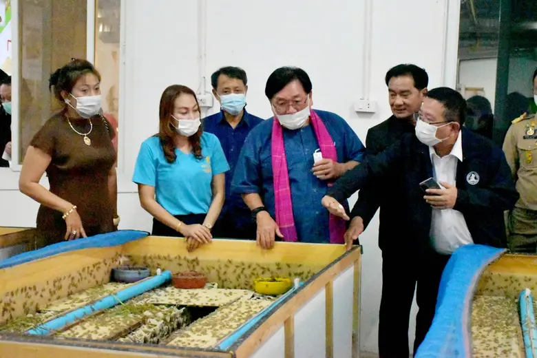 มกอช. ยกนิ้ว จิ้งหรีดแปลงใหญ่ท่าชัย พร้อมดันขยายลูกฟาร์มมาตรฐาน