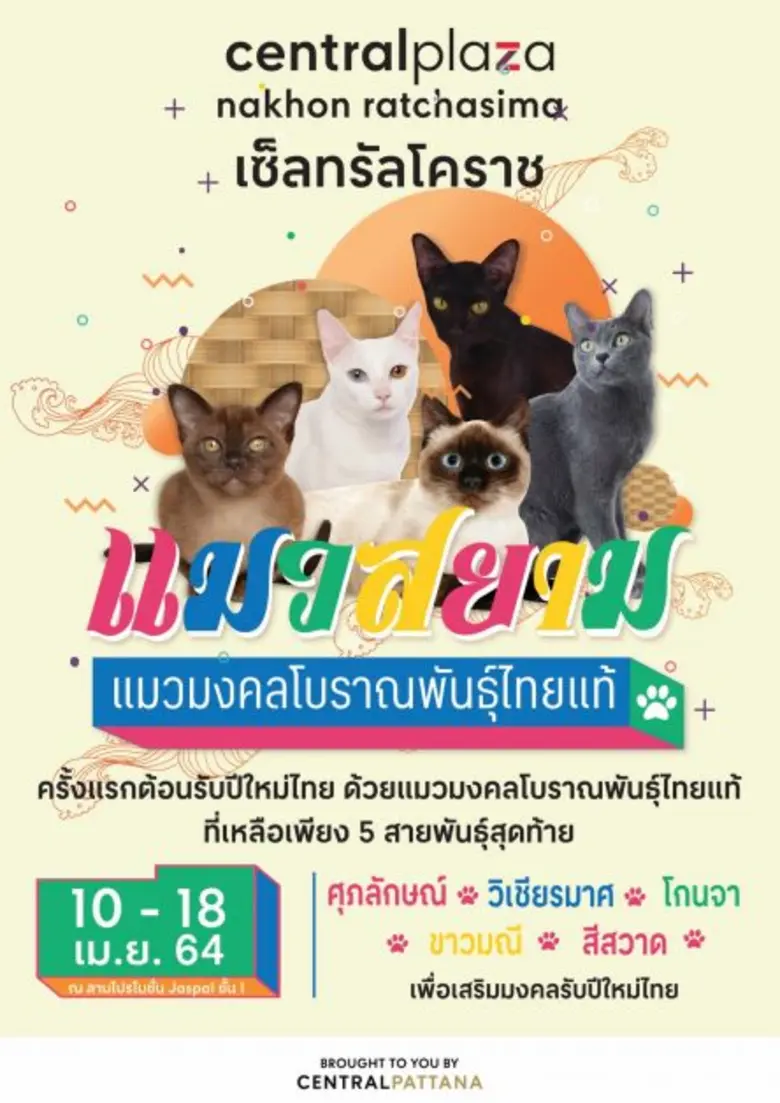 เซ็นทรัลโคราช ร่วมฉลองเทศกาลสงกรานต์ จัดงาน แมวสยาม  แมวมงคลโบราณพันธุ์ไทยแท้ ระหว่างวันที่ 10-18 เมษายน นี้