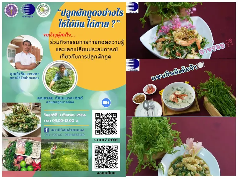 วว. จัดอบรมออนไลน์ ฟรี! "ปลูกผักกูดอย่างไร   ให้ได้กิน   ได้ขาย"