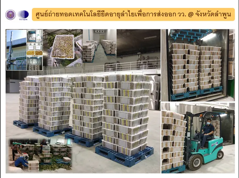วว. ให้บริการโรงรมซัลเฟอร์ไดออกไซด์  ช่วยเกษตรกรแก้ปัญหาผลผลิตลำไยล้นตลาด @ ลำพูน