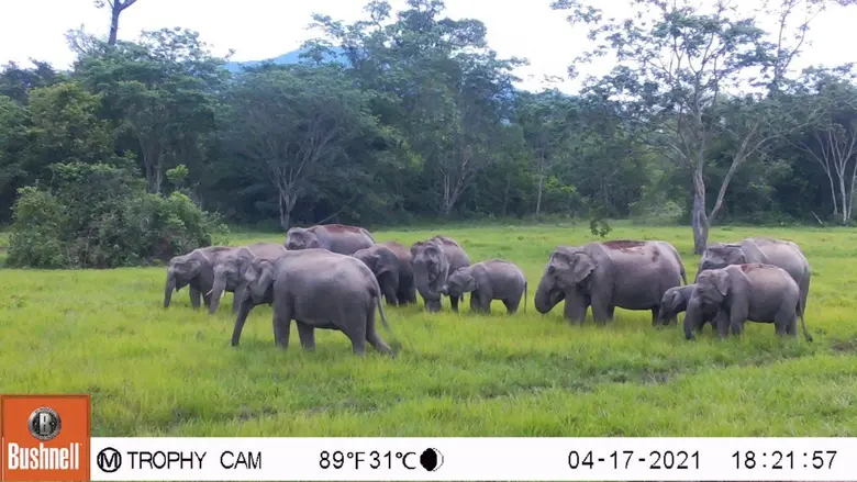 Bajrasudha Gajanurak : A Royal Elixir to Strengthen Thailand's Wild Elephants