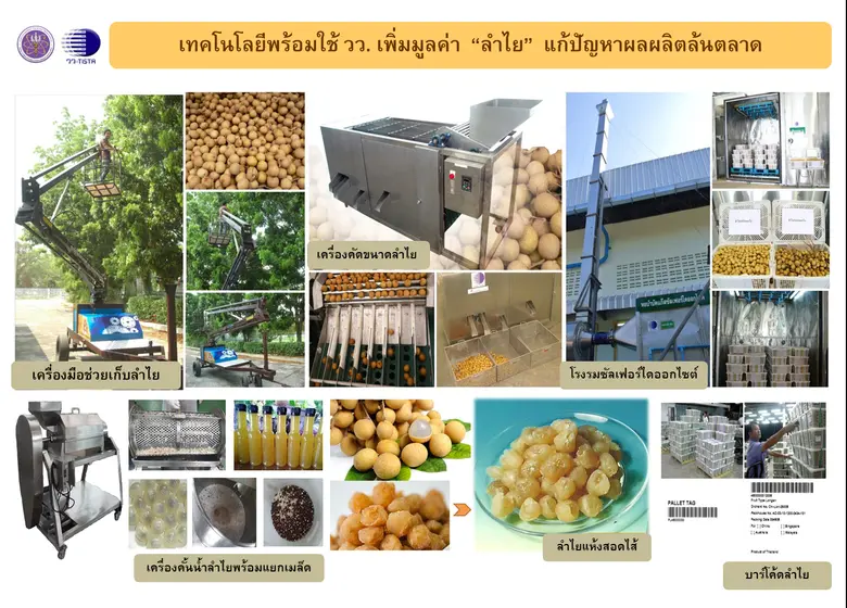 วว. ร่วมแก้ปัญหาผลผลิตล้นตลาด  เพิ่มมูลค่า "ลำไย"  ด้วยเทคโนโลยีพร้อมใช้ ตอบโจทย์ประเทศ