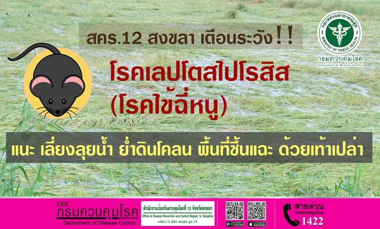 สคร. 12 สงขลา เตือนระวัง โรคเลปโตสไปโรสิส (โรคไข้ฉี่หนู) แนะ เลี่ยงลุยน้ำ ย่ำดินโคลน พื้นที่ชื้นแฉะ ด้วยเท้าเปล่า