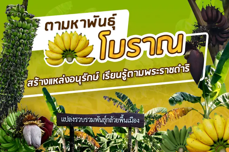 กรมวิชาการเกษตรตามหาพันธุ์กล้วยโบราณหายาก สร้างพิพิธภัณฑ์ธรรมชาติตามพระราชดำริ