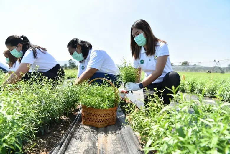 ซีพีเอฟ ผนึกกำลังร้อยเรียงความดีซีพี 100 ปี  ส่งมอบยาสมุนไพรฟ้าทะลายโจร ในโครงการ "ซีพี ปันปลูก ฟ้าทะลายโจร" ถึงมือคนไทย