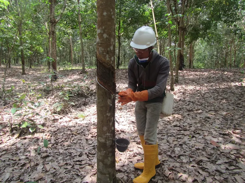 Michelin buys 51% of Royal Lestari Utama (RLU), a pilot project developing sustainable rubber tree plantations in Indonesia