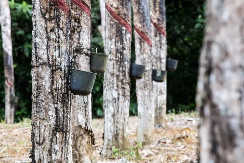 Michelin buys 51% of Royal Lestari Utama (RLU), a pilot project developing sustainable rubber tree plantations in Indonesia