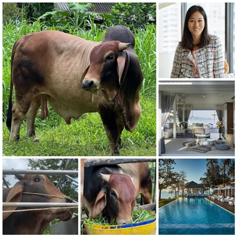 Cape Kudu Hotel Has Adopted Its First Mascot Saving a Beautiful Life from the Slaughterhouse