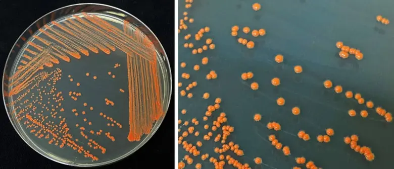 Chula Launches "Microbes to Clean Marine Oil Spill Bioproducts"