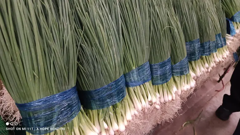 มนัญญา ห่วงใยผู้บริโภคสั่งกรมวิชาการเกษตรตรวจสอบคราบสารสีฟ้าในต้นหอม