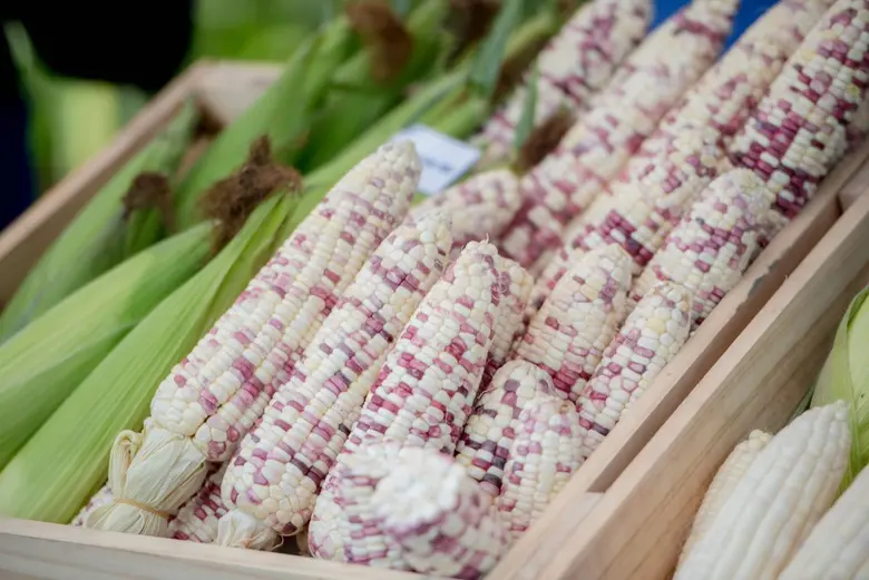 Chia Tai Upholds Leadership in Agricultural Innovation in Chia Tai Field Day 2023 Launching Thailand's First Oblong Watermelon with Black Skin