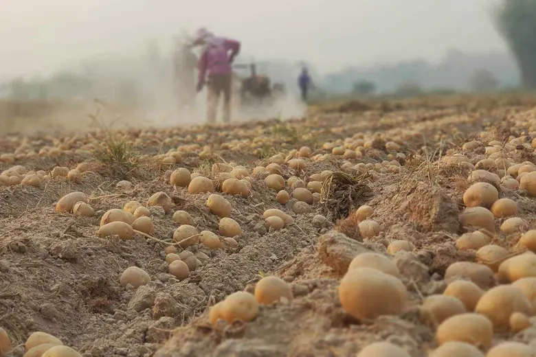 จัดใหญ่! ถ่ายทอดเทคโนโลยีเพิ่มประสิทธิภาพผลิตมันฝรั่งครบวงจร พบเกษตรกรต้นแบบและผู้เชี่ยวชาญมันฝรั่งตอบทุกข้อซักถาม ผู้สนใจเข้าร่วมชมงานได้วันที่ 23 ก.พ.นี้ ณ ศูนย์วิจัยและพัฒนาการเกษตรเชียงใหม่
