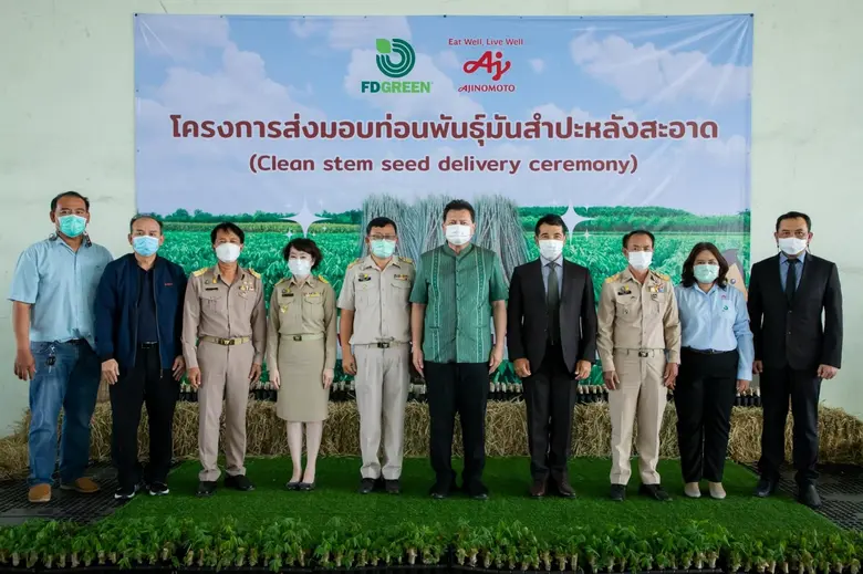 อายิโนะโมะโต๊ะ พัฒนาท่อนพันธ์มันสำปะหลังสะอาดและทนทานต่อโรคใบด่าง มุ่งส่งเสริมเพิ่มผลผลิตและคุณภาพให้พี่น้องเกษตรกรไทยอย่างยั่งยืน