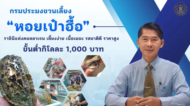 กรมประมงชวนเลี้ยง "หอยเป๋าฮื้อ" ราชินีแห่งคอลลาเจน เผยเลี้ยงง่าย เนื้อเยอะ รสชาติดี ราคาสูงขั้นต่ำกิโลละ 1,000 บาท