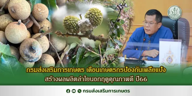 กรมส่งเสริมการเกษตร เตือนเกษตรกรป้องกันเพลี้ยแป้ง สร้างผลผลิตลำไยนอกฤดูคุณภาพดี ปี66
