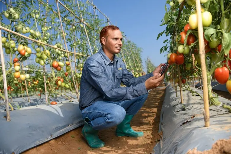 "ซินเจนทา" มุ่งพัฒนานวัตกรรมปรับปรุงพันธุ์พืช ขยายสถานีวิจัยและพัฒนาเมล็ดพันธุ์ผัก รองรับการขยายตัวของตลาดโลก