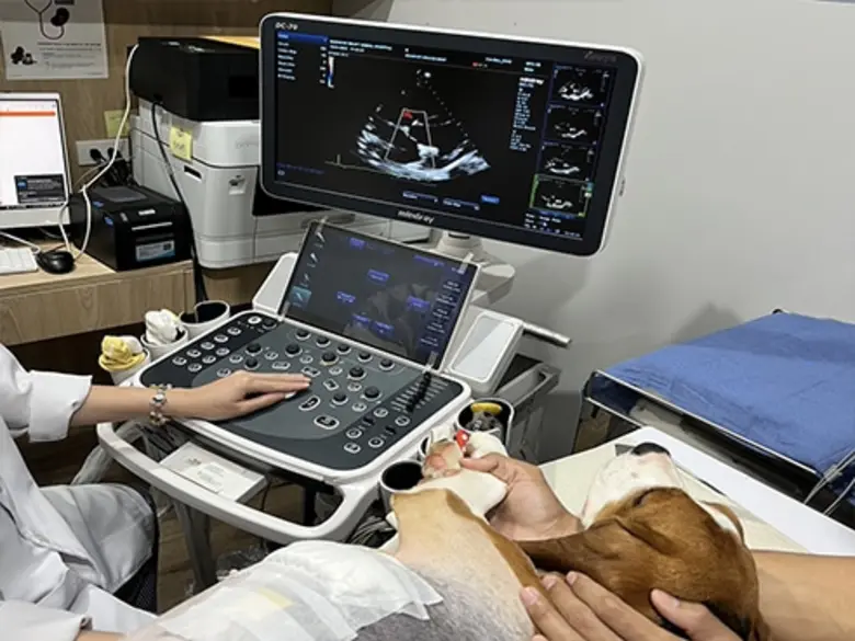 Chulalongkorn's Vets Successfully Repair Mitral Valve Regurgitation in Dogs with Innovation - First Case in Southeast Asia and Thailand