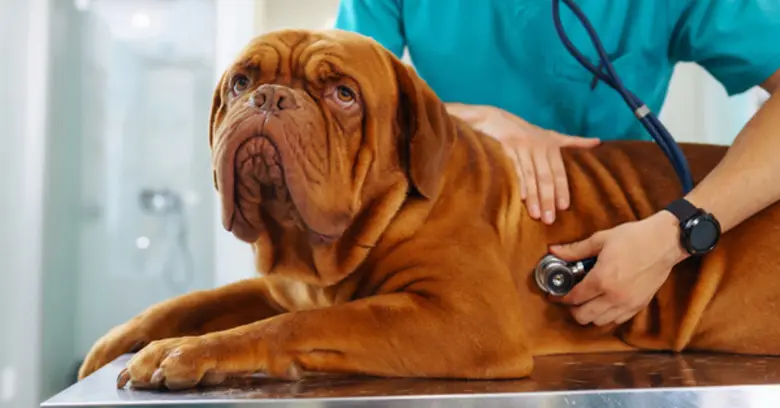 Chulalongkorn's Vets Successfully Repair Mitral Valve Regurgitation in Dogs with Innovation - First Case in Southeast Asia and Thailand