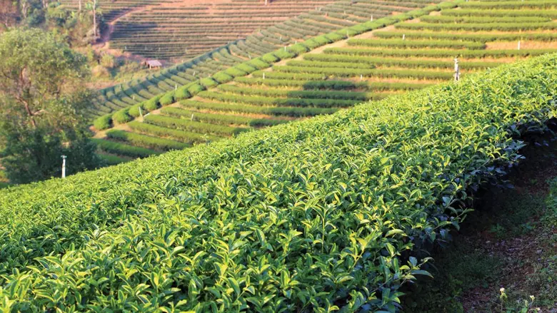 CELEBRATING SPECIALTY BREWS FROM THE HIGH REACHES OF CHIANG RAI