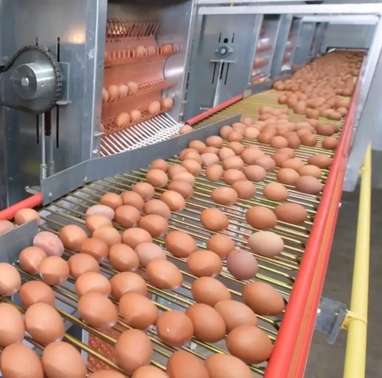CP Foods is making strides in minimizing food loss and waste through circular economy practices.