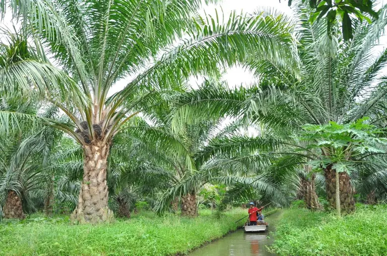 Bangchak Ready to Respond to Government's Call to Purchase B100 at a Standardized Price, Addressing Fluctuating Palm Oil Prices